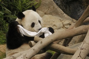 大熊貓開心時會用毛巾擦頭。