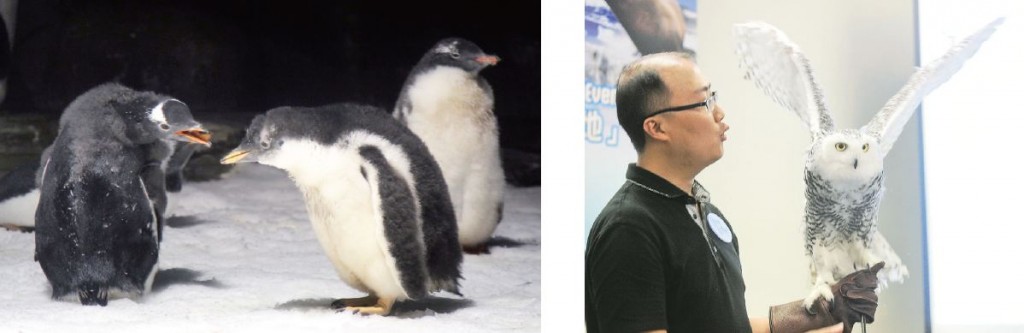 Frank及Joe分別於海洋公園照顧企鵝（左）及雪鴞（右）。