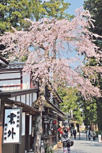 櫻花是日本的國家象徵，日本留學生於4 月櫻花花季之時開學，可順道觀賞盛放的櫻花。