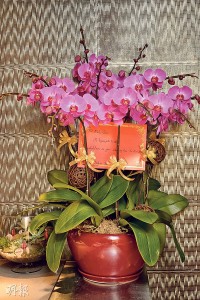 熟客贈花——熟客為祝賀Mok San首次摘星，特地送來一盆漂亮蘭花。（圖：黃志東）
