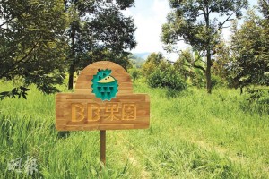 為了擴大產量及保證榴槤質量，「榴槤BB」一年多前在馬來西亞自行購入一個榴槤園。