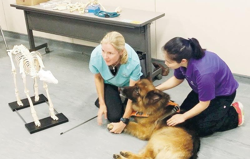 寵物主人轉型動物護理員  裝備專業技能  樂與人和動物溝通